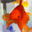 Free Goldfish Screensaver screenshot